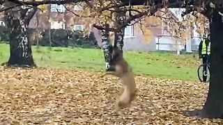 Hilarious Pet Falls