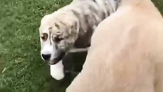Animal planet. DOGS