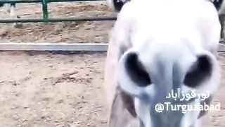 Funyy 5