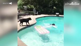 Best of the Year | Pets Translated