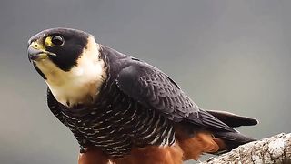 Bird Video...