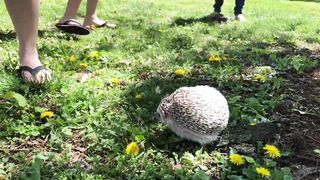 Cute_Hedgehog_