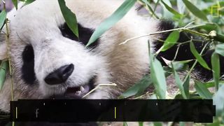 Giant Pandas 101 _ Nat Geo Wild.