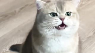 funny animals __ funny cats and dogs part 46 __ funny animal videos 2023 #cats #kitten #kitty.