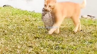 Funniest Videos 2023???? Funny Cats, Dogs ???? ????#162 #cute #cat #short #shortsfeed.