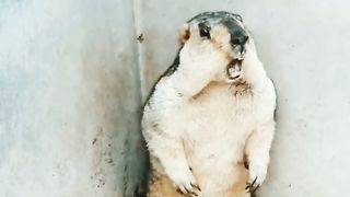 Animal Reaction video #shorts #animals #funny video # YouTube shorts video #cat #animal short.