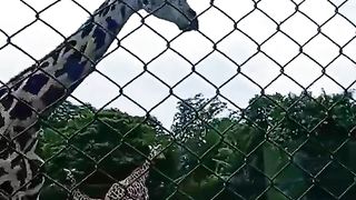 animal video YouTube short???? (1).