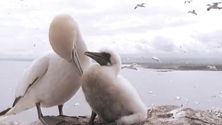 Funny Talking Animals - Walk on the Wild Side - Series 2, Episode 5, Preview - BBC One.
