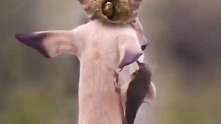 Febspot video 4