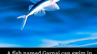 garnai fish walking on land | garnai fish documentary