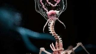 The Bacteria Eater