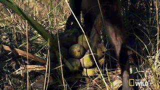 Amazingly Intelligent Monkeys _ Brazil
