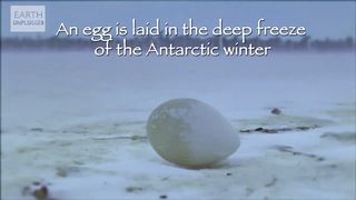 Cool Cute Chicks! _ Amazing Animal Babies_ Emperor Penguin Chicks (Ep 5) _ Earth Unplugged