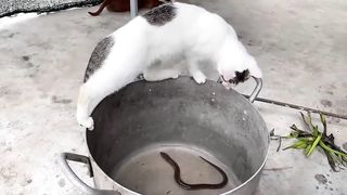 Cute Kittens - Funny Cats and Cute Kittens Playing Compilation - Part 2.