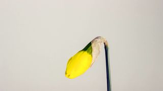 daffodil