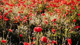 poppy_-_16459 (540p)