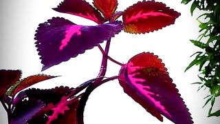 4K Status Video__Beautiful Nature Video__Beautiful Flower Plant #photography #viral