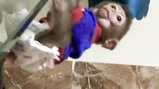 Nana baby monkey animal! #shortvideos #monkeys #nana #animals #shorts #short