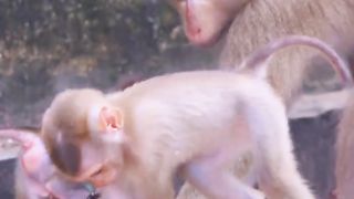 Cute animal168aa3 #monkey