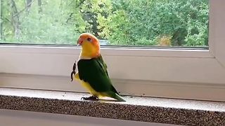 Funny Parrot Viral Video 3