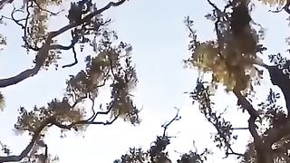 Leopard attack monkey on the tree