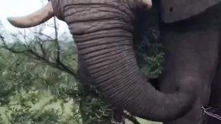 Funny African video