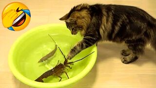 Funniest Cat Videos Will Make You Laugh- Funny Animal Videos