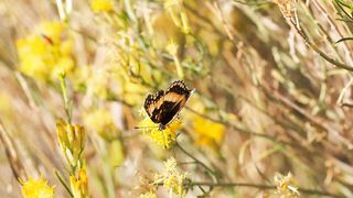 good views of butterfly from flower..