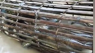 Predator 3