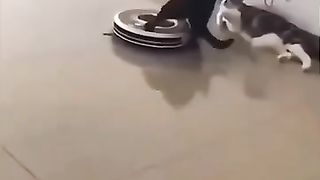 Funny animals 2023???? - Funniest Cats and Dogs Video????????309 .