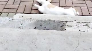 Negative cat