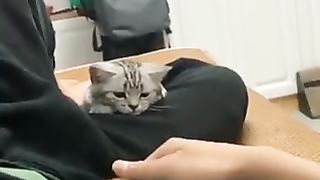 jealous cat