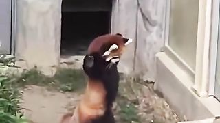 A red panda that suddenly stands up
