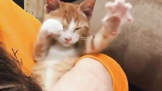 cat catching air