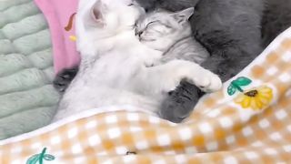 cat sleeping with family