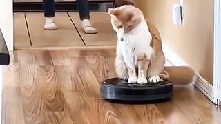 Funny cat 246