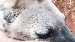 Hyena-Time