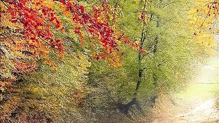 ✅Musica relaxante contra ansiedade- Fragmentos $2