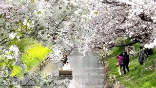 Japan is a dream ✨️