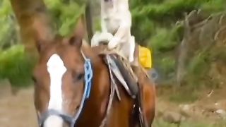 Funny dog 47