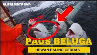 Seekor Paus Beluga memberi ikan hasil tangkapannya kepada pengunjung.
