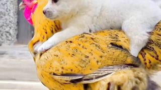 #wow #views #fyp #tiktok #reels #amazing #cute #best #animals #pets #viral #trending