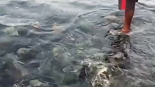 Octopus fishing