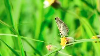 most hd beautiful views butterfly ????????...