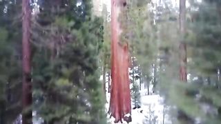 ???? 15 BIGGEST Trees in the World