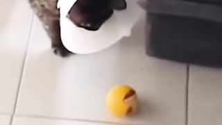 Klakuan kucing masa kini????????