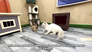 Rescue Cat didn’t Allow others to come Near her Kittens!. Upload