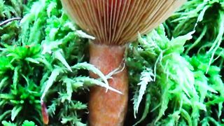 Mushroom 2