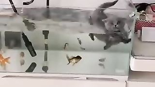 Funny animals 2023???? - Funniest Cats and Dogs Video????????318 .