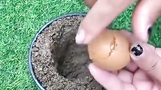 Forgot to grow the egg.